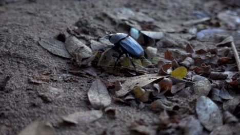 Slowmotion-Close-up-of-a-Black-African-Beetle-Crouching-through-Leaves