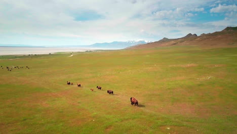 An-excellent-high-drone-shot-following-a-large-herd-of-buffalo-or-bison-running-around-in-a-green-meadow-with-their-kids-in-the-springtime
