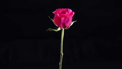 Rotierende-Rosa-Rosenblüte-Mit-Nassen-Blütenblättern-Und-Blättern