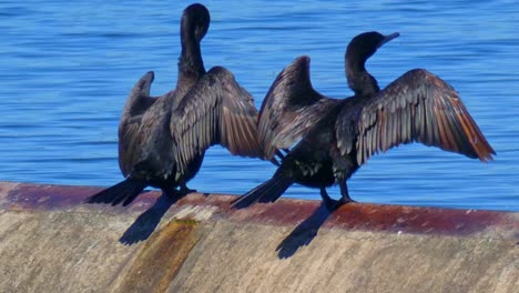 A-close-up-of-two-black-cormorants-spreading-there-wings-and-drying-them-in-the-sun-sitting-on-a-dam-wall