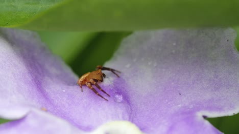 Pequeña-Araña-Se-Sienta-En-La-Flor-Macro-Queensland-Australia