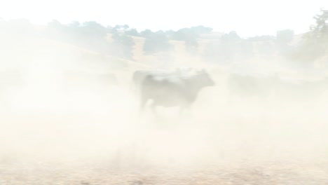 camera-moves-to-different-cattle-running-around-in-the-chaotic-dust-cloud