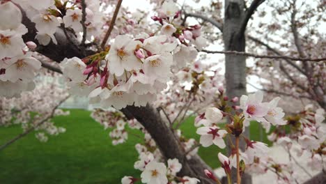 Hermosas-Flores-Rosadas-De-Primavera-Ondeando-En-El-Viento-En-Un-árbol