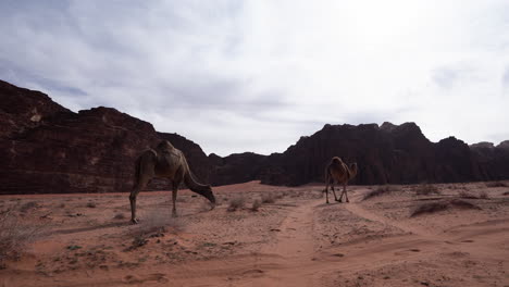 Dos-Camellos-Caminando-En-El-Desierto-De-Wadi-Rum-Y-Comiendo-Hierba-De-Arena