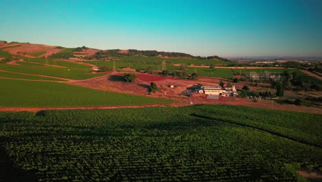 A-beautiful-drone-shot-at-sunset-of-a-lush-green-vineyard-in-the-wine-country-of-Napa,-California