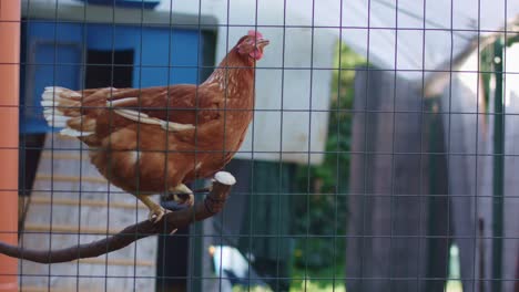 Hen-in-Chicken-Coop