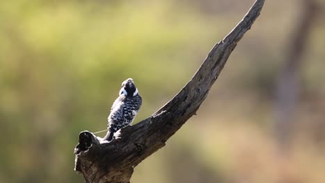 Footage-of-a-Pied-kingfisher-looking-for-fish-being-perched-on-a-dead-tree-in-a-natural-lake-in-South-Africa