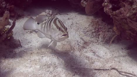 Nassau-Grouper-on-the-reef