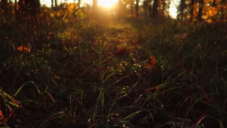 upward-moving-shot-from-close-up-of-the-grass-to-a-sunset-in-the-forest