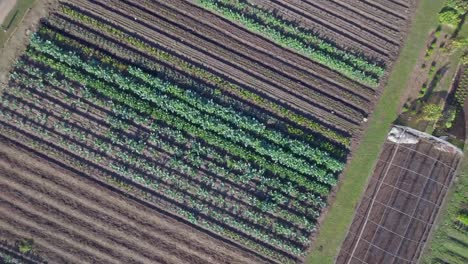 AERIAL:-Birds-eye-view-rise-up-over-a-working-farm-in-Austin,-Texas-to-reveal-the-entire-farm-with-rows-of-vegetable-and-greenery-growing
