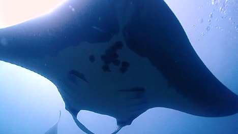 Incredible-shot-of-a-giant-mantaray-and-suddently-another-manta-appears-on-top-of-the-camera
