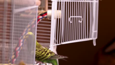 Slow-motion-side-view-of-the-cage-as-the-green-budgie-enters-it-in-flight