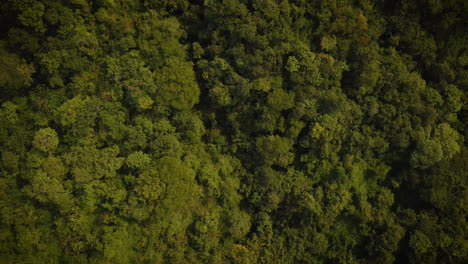 Drone-shot-of-dense-rain-forests-in-the-Amazon