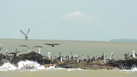 Sea-birds-of-South-America