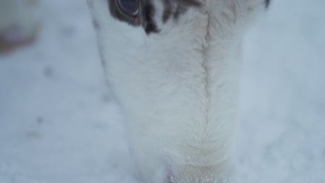 Close-up-slowmotion-of-eyes-of-reindeer-eating-food-from-a-frozen-ground-in-Lapland-Finland