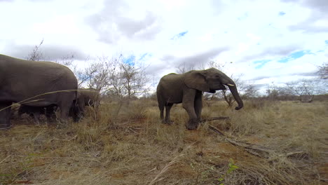 An-elephant-moves-closer-towards-a-hidden-camera,-feeding-on-dry-winters-grass,-captured-with-a-static-Gopro