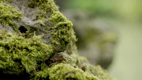 Slider-pan-across-a-rock-covered-in-damp,-green-moss