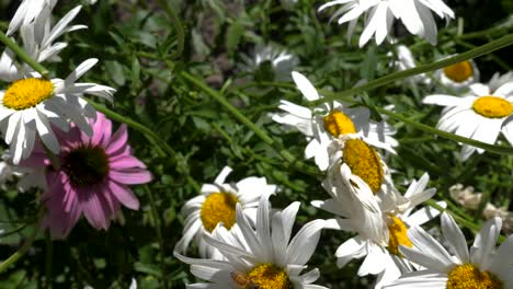 Daisies-get-serviced-by-a-bee