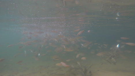 Unterwasseraufnahme-Eines-Fischschwarms-Gopro-4k
