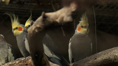 A-row-of-cockatiel's-sitting-on-a-branch-within-an-enclosure