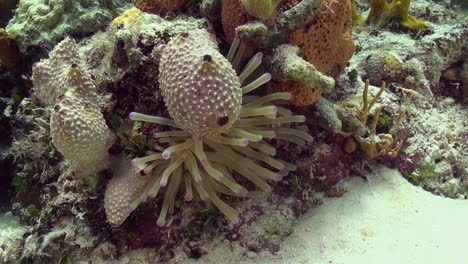 Anemone-on-the-reef