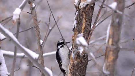 Downy-Woodpecker-close-up