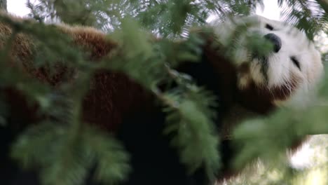Schläfriger-Roter-Panda-Ruht-Auf-Baum