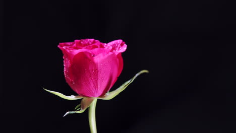 Rotierende-Rosa-Rosenblüte-Mit-Nassen-Blütenblättern-Und-Blättern