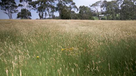 Der-Wind-Weht-Durch-Hohes-Gras-In-Einer-Koppel-Im-Ländlichen-Victoria-Australien