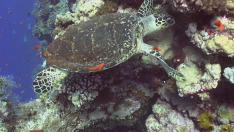 Turtle-taking-time-to-feed-on-a-reef-wall