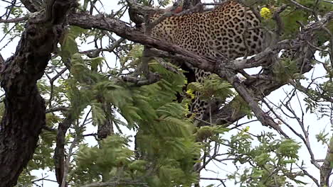 Female-leopard-moves-around-on-branches-in-a-tree-with-kill-next-to-her