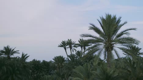Palms,-blue-sky,-daylight