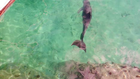 Delphin-Schwimmt-Im-Ozean-Vorbei