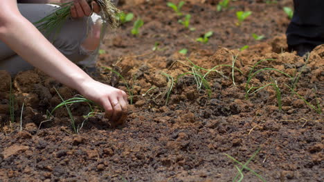 Caucasian-Woman-Planting-Seedlings-in-a-Garden-with-Her-Bare-Hands,-Close-Up-Static-Shot