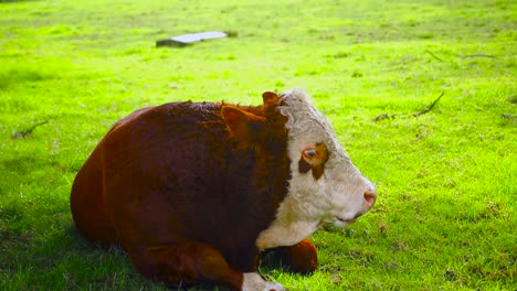 Rara-Vaca-O-Toro-Marrón-Saludable-En-Cornwall-Park-Auckland-Nueva-Zelanda-En-Un-Día-Verde-Y-Soleado