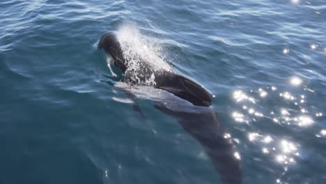 pilot-whale-breathing-in-gibraltar-sea-very-close-shot-slowmotion
