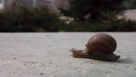 A-snail-on-the-sidewalk-in-the-middle-of-a-city-crossing-from-camera-left-on-the-concrete-quickly-to-another-garden-while-it's-antanae-detect-any-possible-obstruction