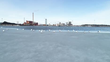 Moving-shot-of-some-birds-standing-and-flying-from-an-ice-shelf-in-Helsinki,-Finland