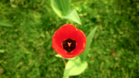 Nahaufnahme-Einer-Blühenden-Roten-Tulpe-Aus-Holland-Am-Straßenrand