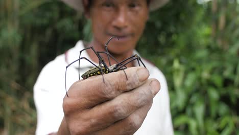 Indonesischer-Mann,-Der-Mit-Bloßen-Händen-Eine-Riesige-Orb-Weber-Spinne-In-Die-Kamera-Hält,-Während-Sie-über-Seine-Finger-Kriecht