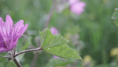 Nahaufnahme-Von-Rosafarbenen-Petunienblumen-60fps