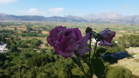 Rosenblüte-Hautnah-Mit-Landschaft-Im-Hintergrund-An-Einem-Sonnigen-Tag