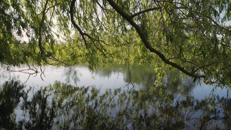 Reflexion-Eines-Baumes-Im-See,-Blätter-Wiegen-Sich-Im-Wind