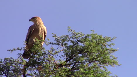 A-pale-morph-adult-tawny-eagle-oves-and-calls-on-top-of-a-massive-camel-thorn-tree-in-the-Kgalagadi,-part-of-the-Kalahari-on-a-hot-summers-day
