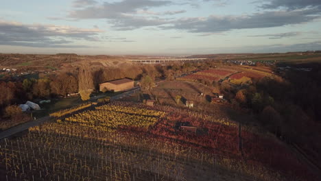 Drone-is-flying-backwards-over-vineyards-in-autumn