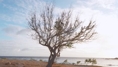 Blattloser-Baum-In-Küstennähe