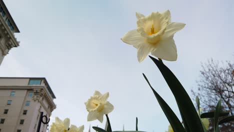 A-low-angle-of-some-beautiful-daffodils-in-a-garden-near-a-business-building-blowing-gently-in-the-wind