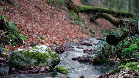 Small-stream-in-forest-on-a-cloudy-morning