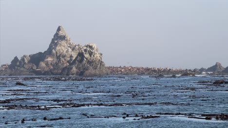 1000's-of-seals-on-island-in-the-pacific-ocean