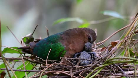 The-Common-Emerald-Dove-is-common-to-Asian-countries-and-it's-famous-for-its-beautiful-emerald-coloured-feathers